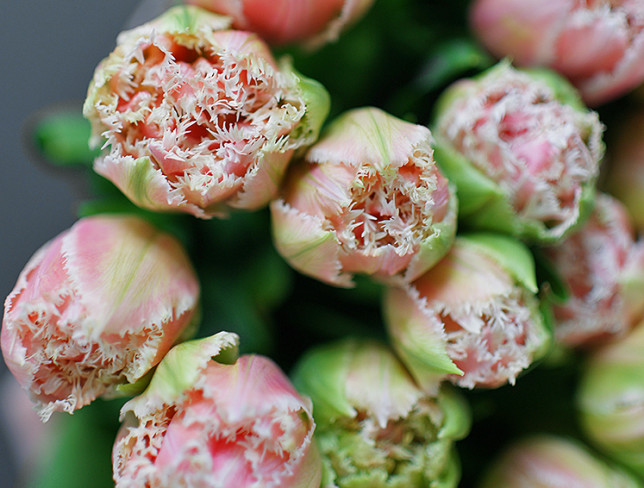 Тюльпан пионовидный бахромчатый (под заказ 10 дней ) Фото